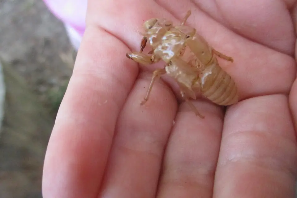 A cicada shell in an open hand.